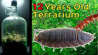 12 Year Old Terrarium  Life Inside a closed jar Over a decade in isolation [upl. by Asirac]