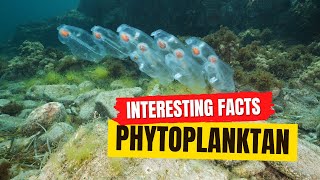 Phytoplankton Facts [upl. by Hendel275]