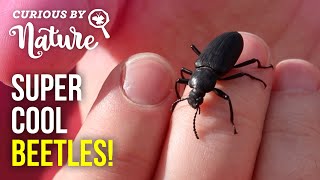 Do Beetles Go Through Metamorphosis  Beetle Life Cycle [upl. by Naget953]