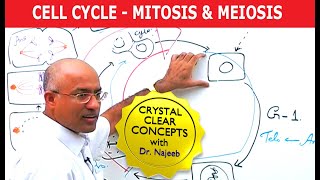 Cell Cycle and Genes  Mitosis amp Meiosis [upl. by Linnet]