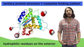 Protein Structure [upl. by Noswad36]