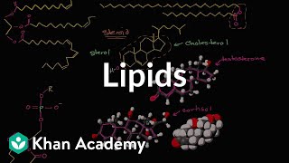 Lipid overview  Macromolecules  Biology  Khan Academy [upl. by Eecram]