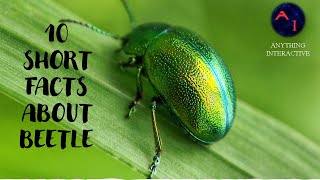 10 Short Facts About Beetle  Get to Know It [upl. by Shelagh47]