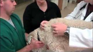 How to give a pet injections [upl. by Ailsa113]