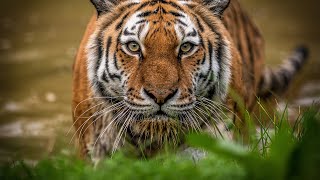 Siberian Tigers  Big Cats Wild Dcumentary HD 1080p [upl. by Azriel]