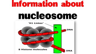 Nucleosome and histones  Nucleosome structure [upl. by Beauvais]