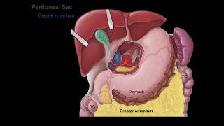 Peritoneum tutorial [upl. by Ellenahs300]