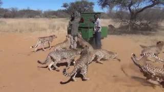 Harnas Cheetah Feeding Frenzy [upl. by Lienad]