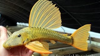 Hypostomus Luteus [upl. by Scarlet]