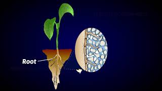 Mycorrhiza as biofertilizer [upl. by Nace]