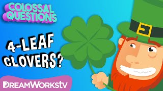 Are 4Leaf Clovers “Lucky”  COLOSSAL QUESTIONS [upl. by Trautman484]