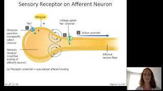 Lecture10 Sensory Physiology [upl. by Netloc]