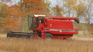 Soybean Harvest 2020  International 1420 Combine Harvesting Soybeans  Ontario Canada [upl. by Esli]