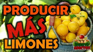 Trucos para Producir más Limones 🍋 Cuidar Limoneros y Fertilizante de Potasio  Huerto Adictos [upl. by Azarria371]