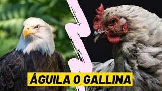 REFLEXIÓN  ÁGUILA O GALLINA  LA DECISIÓN ES TUYA [upl. by Stedt]