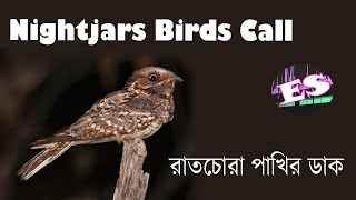 Nightjar Birds Call II Effrctive Sounds [upl. by Tay]