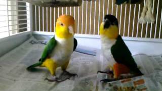 Caique parrots playing [upl. by Onateyac]