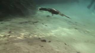 Anhinga and Cormorant swimming underwater [upl. by Ynnavoeg]