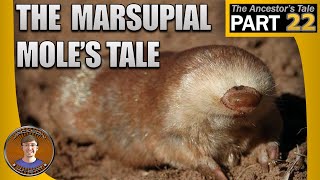 The Marsupial Moles Tale [upl. by Tisdale710]