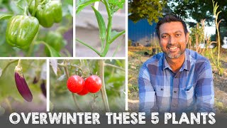 5 Vegetable Plants You Can Overwinter and Grow Next Year [upl. by Htenaj546]