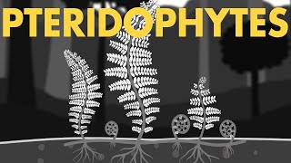 Life cycle of Pteridophytes Class 11 Animation  Plant Kingdom Class 11  NEET Botany [upl. by Hu]