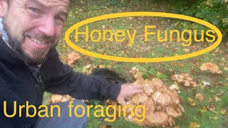 Mushroom foraging  honey fungus Armillaria mellea How to find and identify Urban foraging [upl. by Ragen]