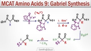 Gabriel Malonic Ester Synthesis of alpha Amino Acids [upl. by Notsuj]