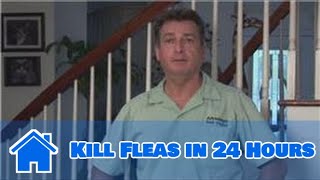 Home Pest Control  How to Kill Fleas in 24 Hours [upl. by Meyer976]