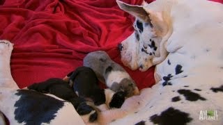 Tiny Great Danes  Too Cute [upl. by Howie]