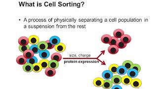 Cell Sorting Using Flow Cytometry [upl. by Burkhard277]