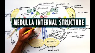 Medulla  Cross section  Internal structure  Neuroanatomy Tutorial [upl. by Garrick]