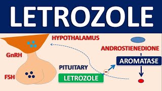 Letrozole  Mechanism side effects precautions and uses [upl. by Gardol790]