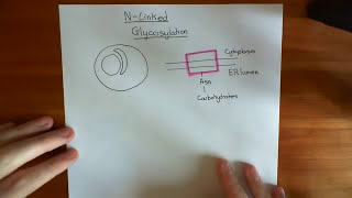 NLinked Glycosylation Part 1 [upl. by Leinto]