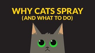 Why Cats Spray And What You Can Do The Scoop by Tidy Cats® [upl. by Dnanidref303]