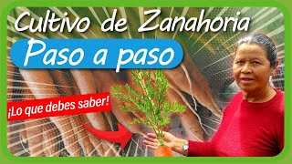 Cómo sembrar ZANAHORIA paso a paso en la HUERTA casera  Cultivo de Zanahoria en MACETA O BOTELLAS [upl. by Denny750]