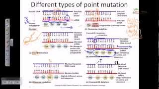 Genetic mutation DNA mutation point mutation [upl. by Shaffert605]