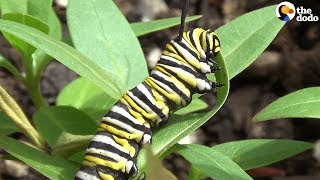 How A Caterpillar Becomes A Butterfly  The Dodo [upl. by Ahseem191]