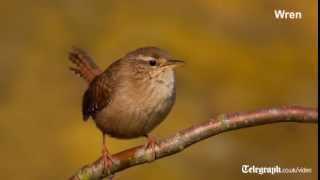 Birdsong for beginners [upl. by Monetta412]