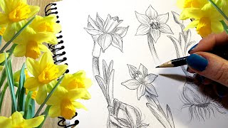 How to Draw a Daffodil STEP BY STEP [upl. by Allanson622]