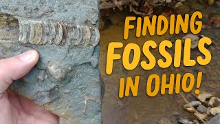 Finding Fossils in Ohio [upl. by Netsud]