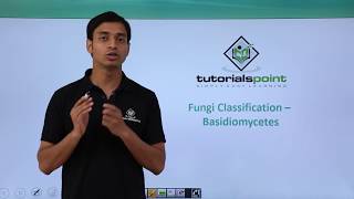 Class 11th – Fungi Classification – Basidiomycetes  Biological Classification  Tutorials Point [upl. by Eustace]