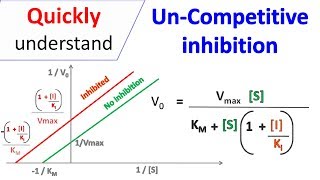 Uncompetitive inhibition [upl. by Newo]