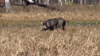 308 Hog Hunting [upl. by Tad]