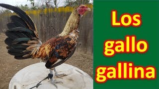 LOS GALLO GALLINA [upl. by Ihana]