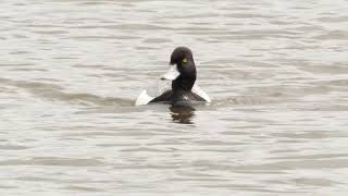 Lesser Scaup in Lancashire  May 2022  Lumix GH5 Olympus 150400 2X TC [upl. by Kirred]