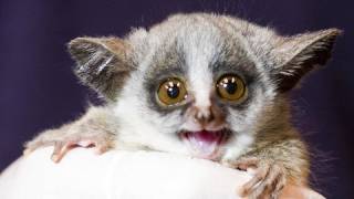 Bushbaby Babies Behind the Scenes [upl. by Yreffoeg]