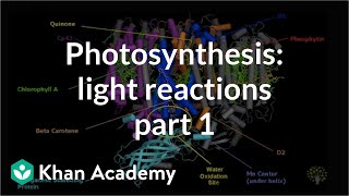 Photosynthesis Light Reactions 1 [upl. by Mccandless]