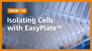 How to Isolate Cells in 96Well Plates Using the EasyPlate™ Cell Separation Magnet [upl. by Yecrad]