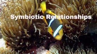 Symbiotic RelationshipsDefinition and ExamplesMutualismCommensalismParasitism [upl. by Otrebmal897]