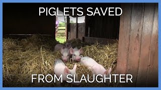 Piglets Saved From Slaughter  PETAs Rescue Team [upl. by Rik903]